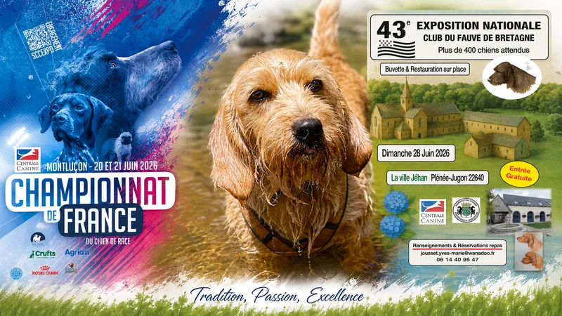 Basset Fauve de Bretagne Aëla bei ihren ersten Zuchtschauen in Frankreich
